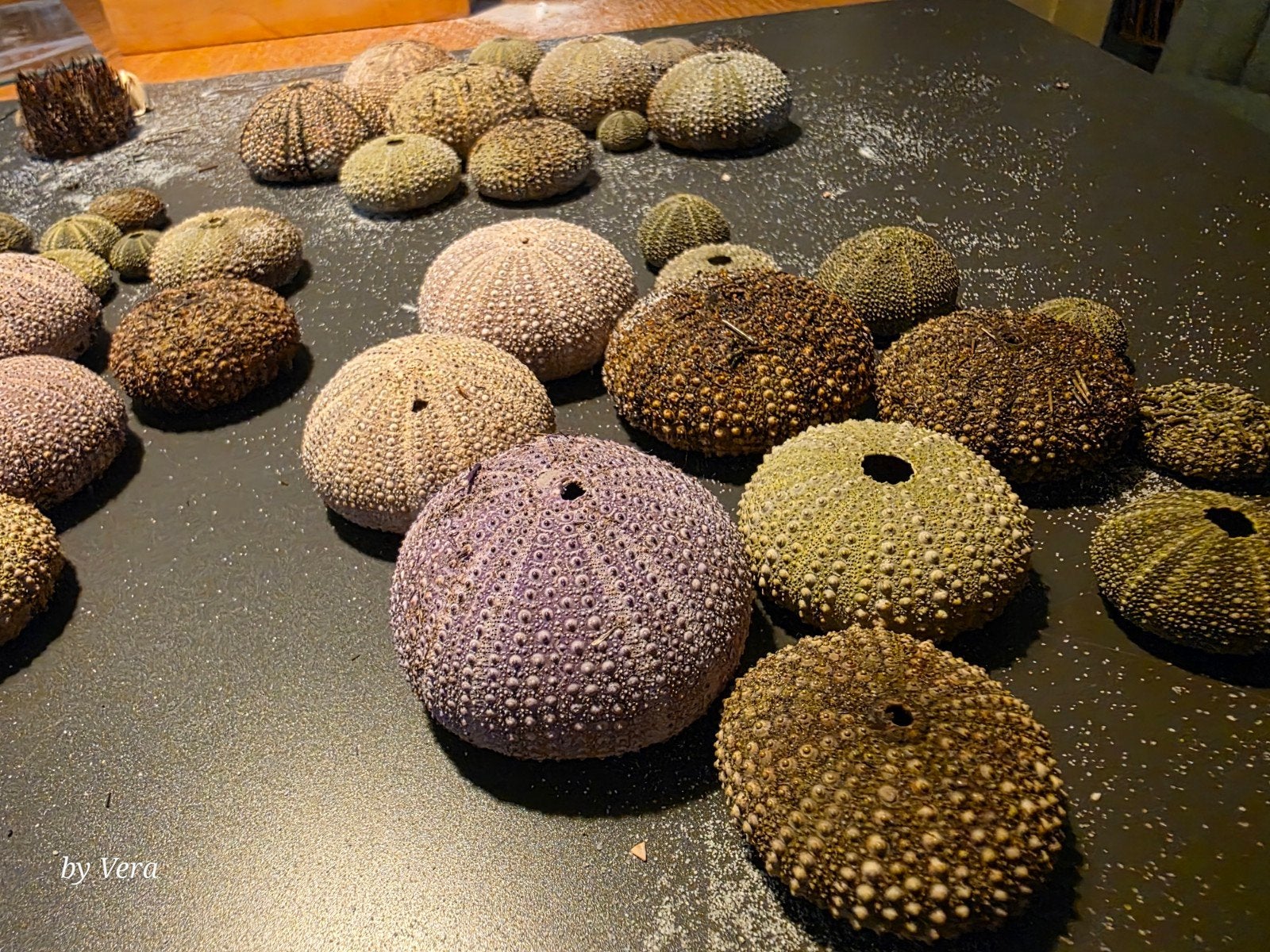 40 zee-egels diverse kleuren, Ophalen of Verzenden, Zo goed als nieuw, Natuurlijk materiaal, Landelijk