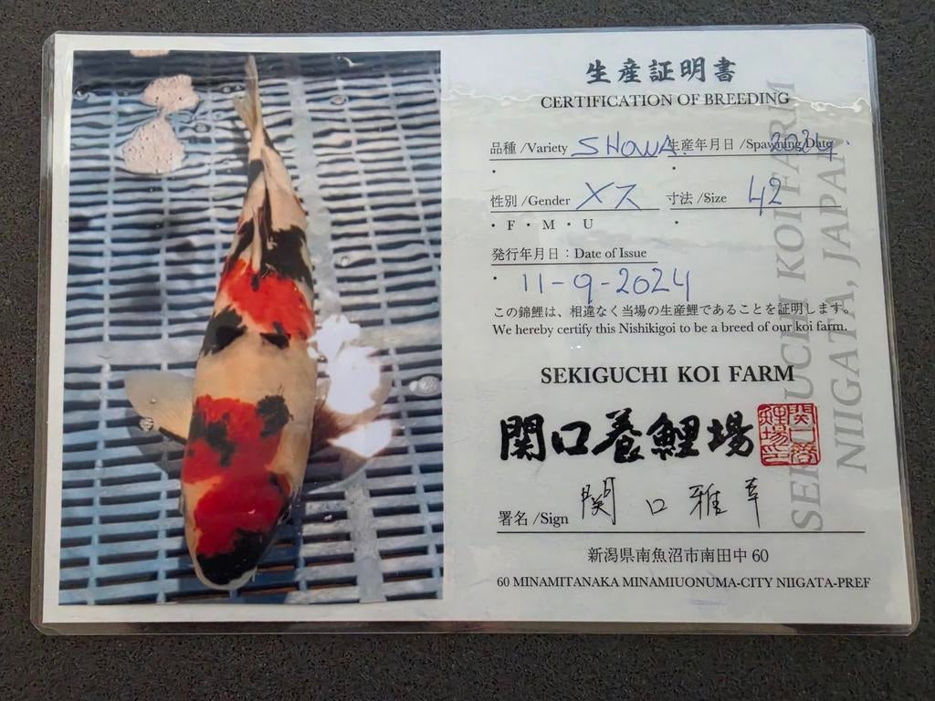 5 Japanse Koi's, Dieren en Toebehoren, Karper of Koi