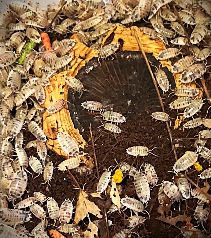 Dairy Cow Isopods te koop – Actieve cleanup crew, Dieren en Toebehoren, Verzenden, Overige soorten