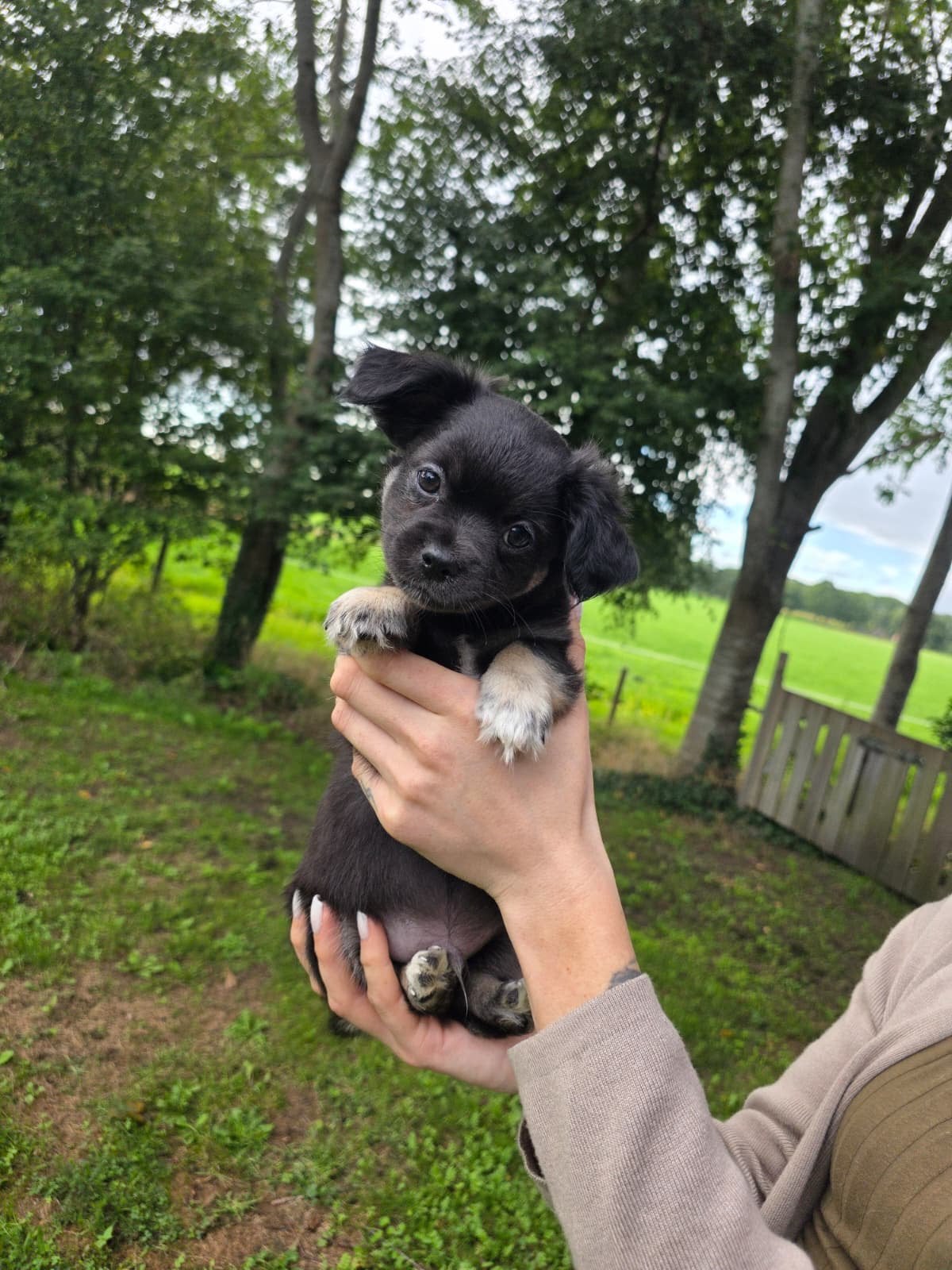 Chihuahua pups (4 reutjes &1 teefje) mogen het nest verlaten, Parvo, 8 tot 15 weken, Meerdere, Meerdere dieren