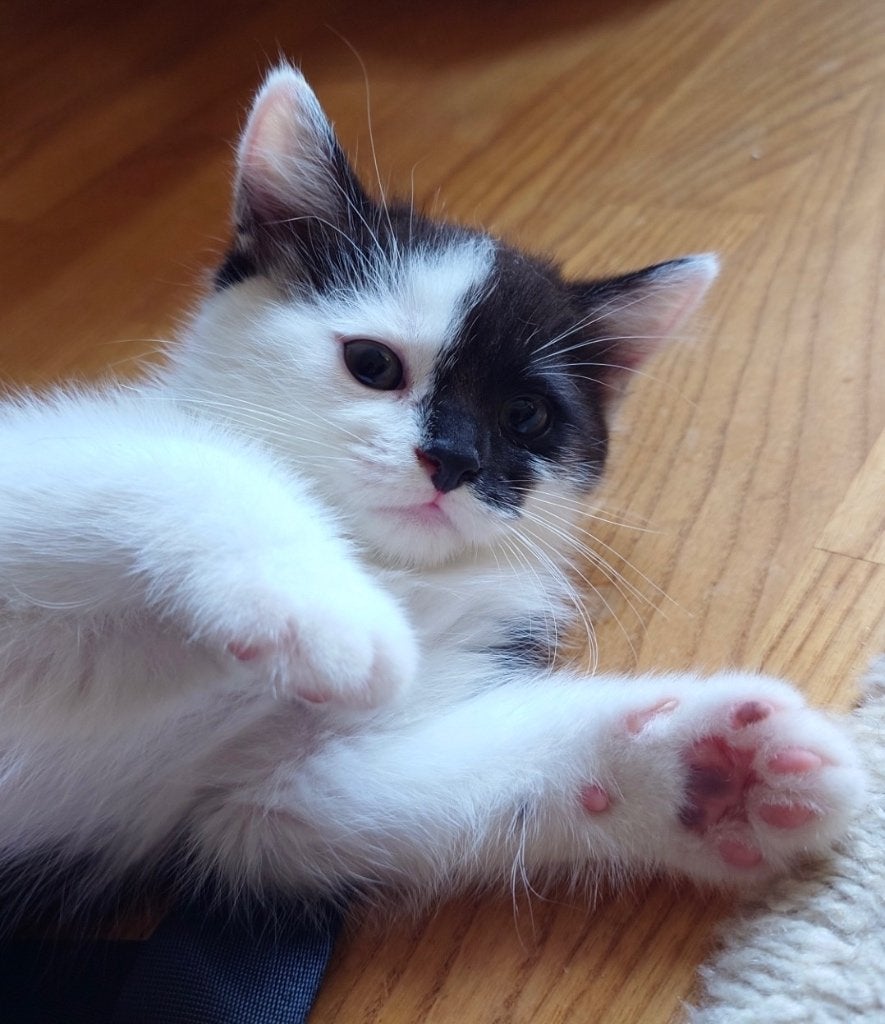 Ragdoll - Britse korthaar x Europese Kitten Joek [16 weken], Meerdere dieren, Ontwormd, 0 tot 2 jaar