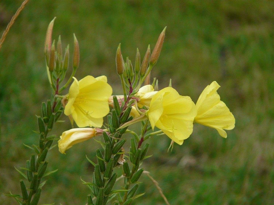 Bio zaden Middelste teunisbloem - Oenothera biennis, Verzenden, Voorjaar, Volle zon, Zaad
