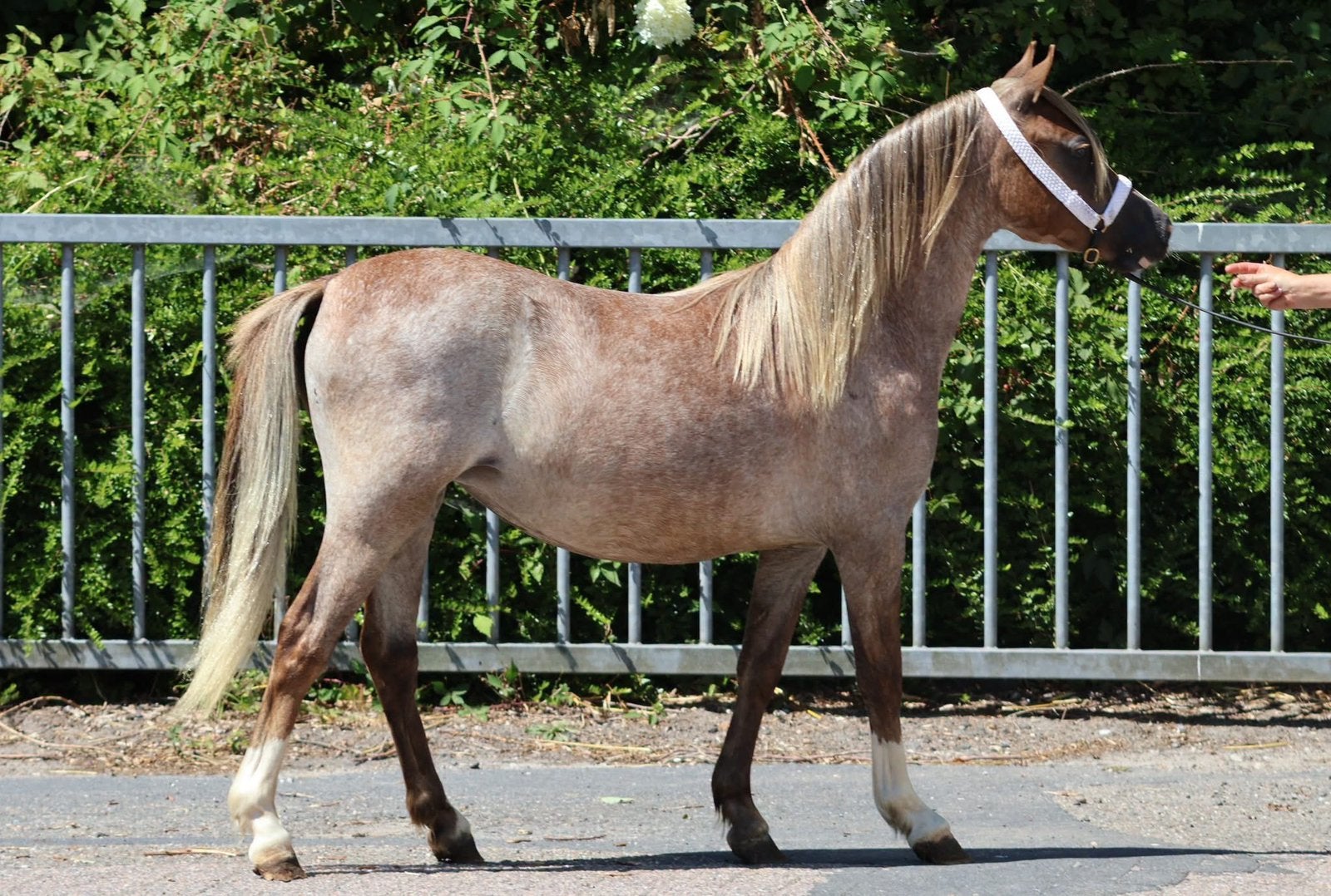 prachtige vosroan jaarling sectie A merrie, Dieren en Toebehoren, Merrie, Met stamboom, 0 tot 2 jaar, B pony (1.17m tot 1.27m)