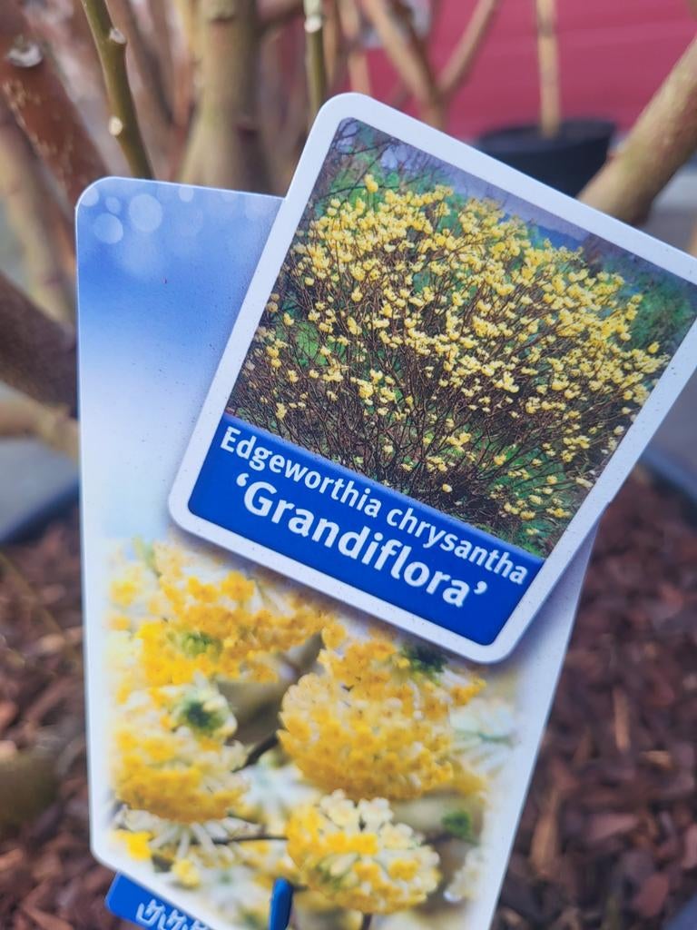 Edgeworthia papierstruik, Ophalen of Verzenden, Volle zon