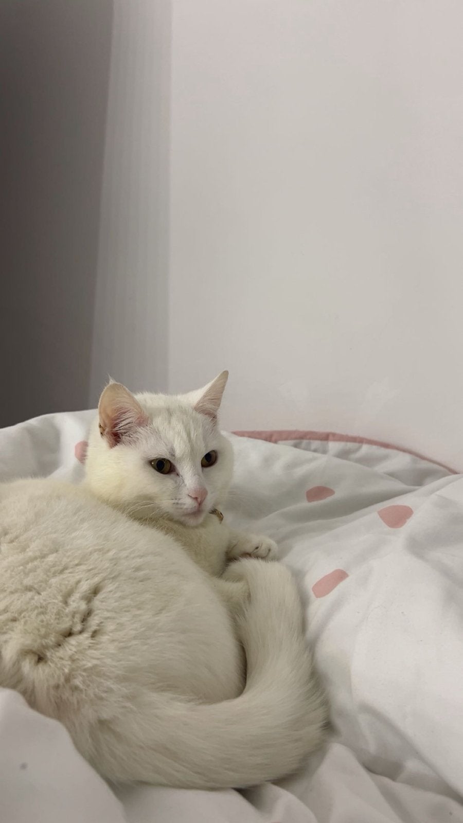 Zij heel lief en stil, Diensten en Vakmensen, Particuliere oppas