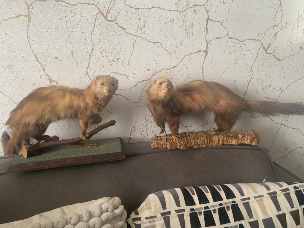 Opgezette bunzings taxidermie, Verzamelen, Ophalen of Verzenden, Zo goed als nieuw, Vogel, Opgezet dier