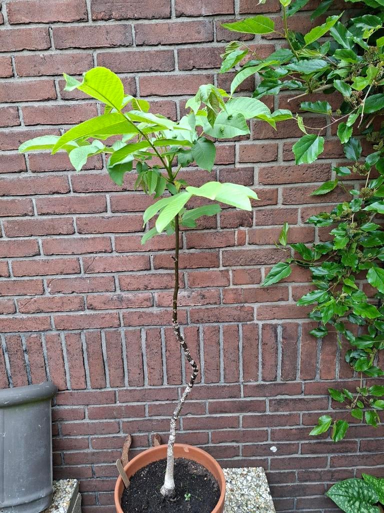 Walnoot boompje, Ophalen, Minder dan 100 cm, Overige soorten, Zomer