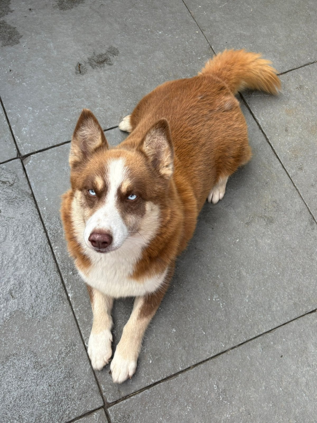 Pompsky Bailey zoekt een gouden mandje., Eén hond, 3 tot 5 jaar, Nederland, Particulier