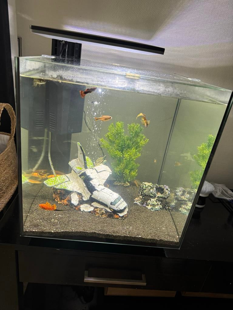 Aquarium met vissen + toebehoren, Ophalen, Zo goed als nieuw, Gevuld zoetwateraquarium