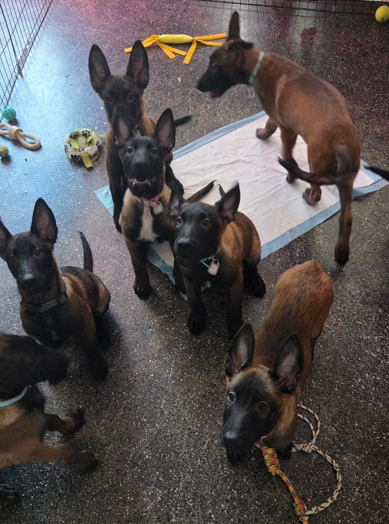Chiots malinois, Particulier, Meerdere, Meerdere dieren, Sheepdog