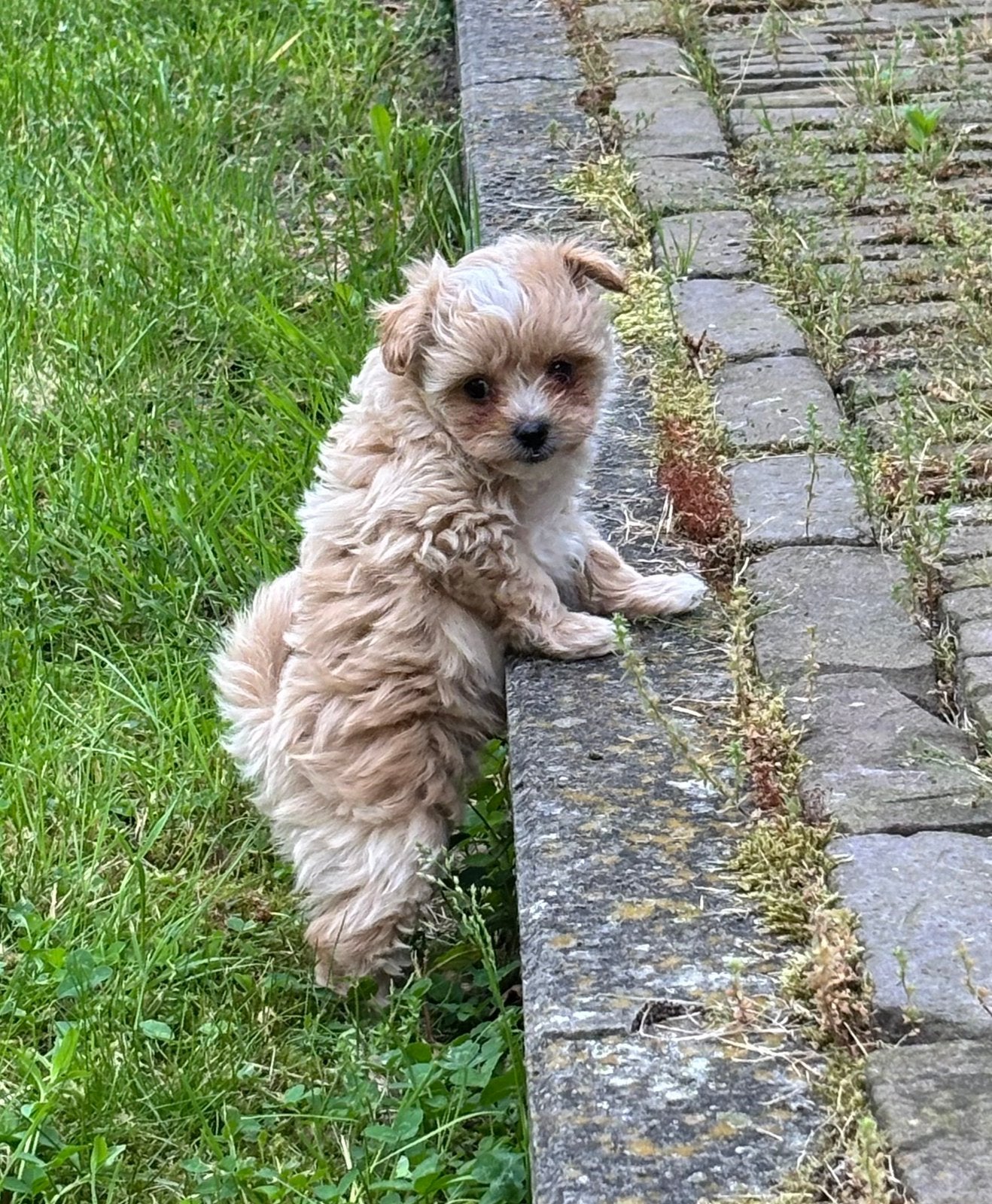Pomapoo pups Vakantie opvang mogelijk !!, Poedel, Parvo, 8 tot 15 weken, Meerdere