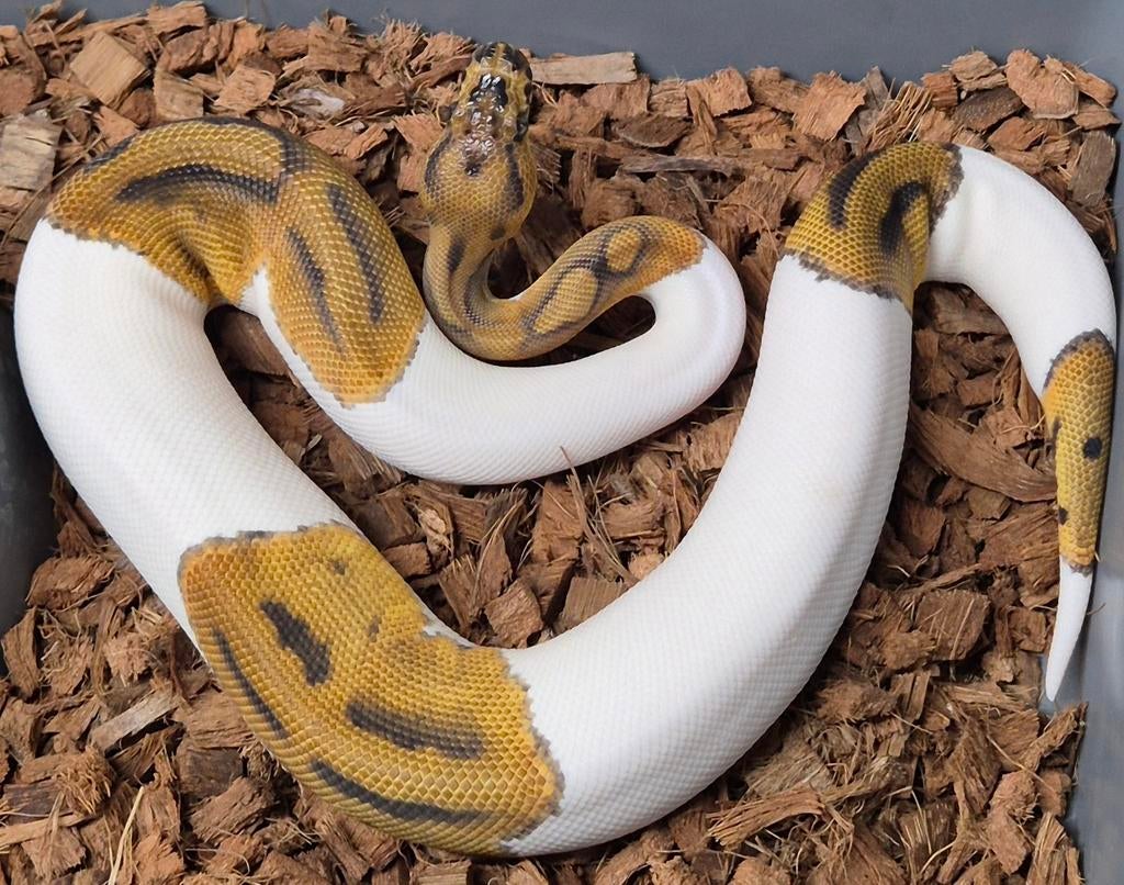 Clown Piebald ball python vrouw nk25 Ball Python - female for sale from M