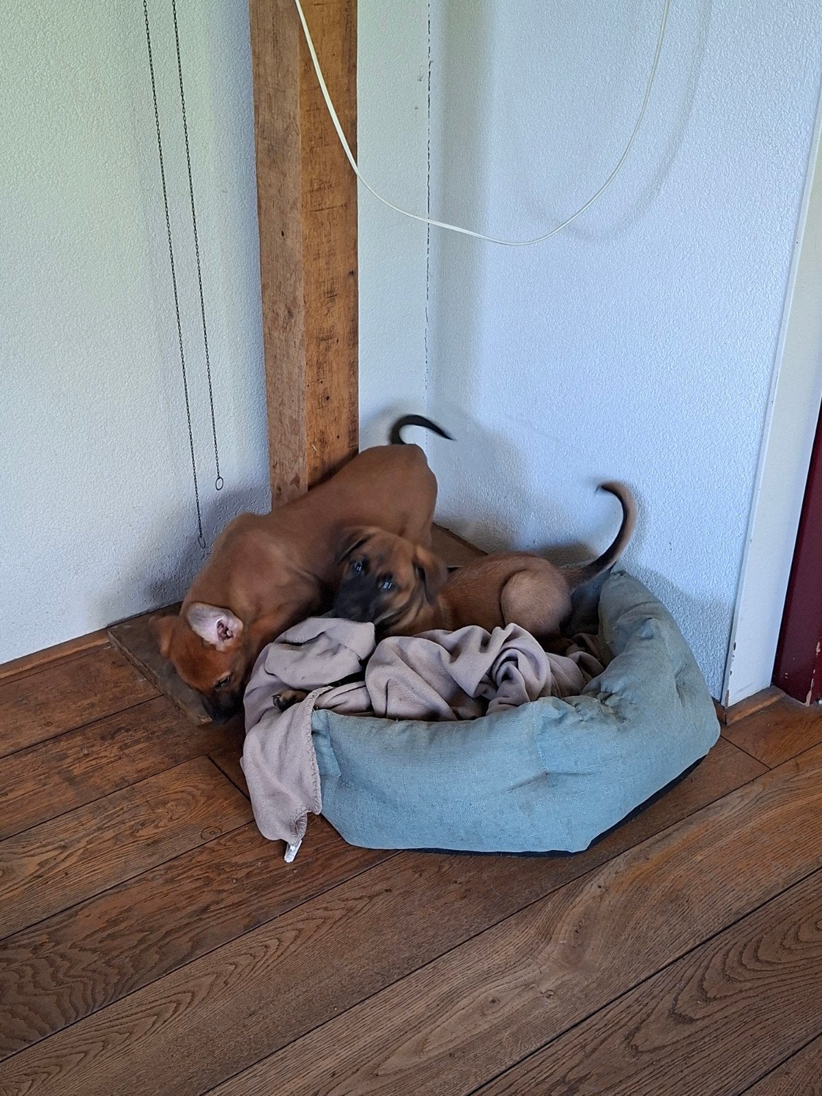 Mechelse herder pups van de boerderij, Dieren en Toebehoren, Honden | Herdershonden en Veedrijvers, Reu, 8 tot 15 weken, CDV (hondenziekte)