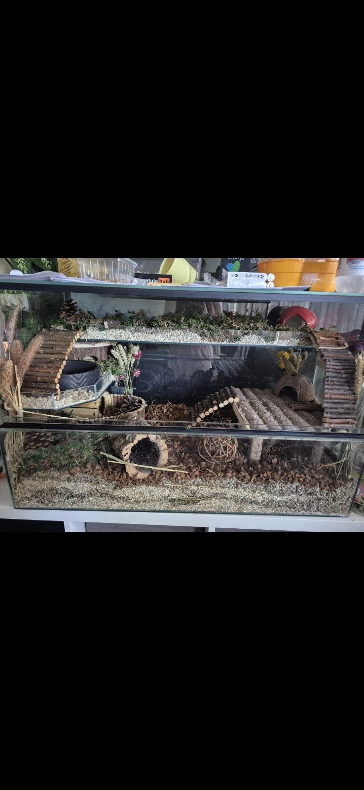 lieve gerbils met hok en toebehoren, Dieren en Toebehoren, Knaagdieren en Konijnen | Hokken en Kooien, Ophalen, Hok, Minder dan 60 cm