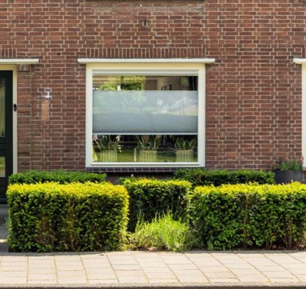 4 Taxus hagen - GRATIS, Ophalen, Buxus, Minder dan 100 cm