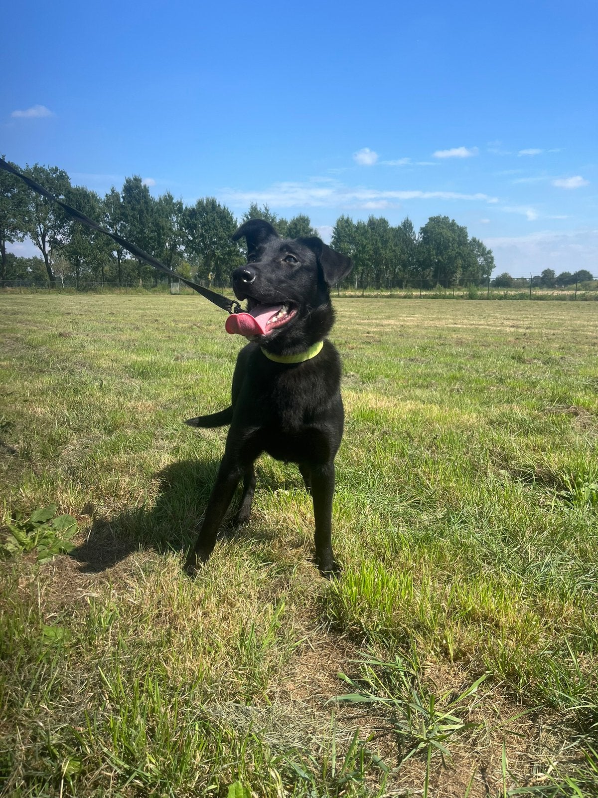 Kruising herder met labrador ter overname, Parvo, 15 weken tot 1 jaar, Teef, Eén hond