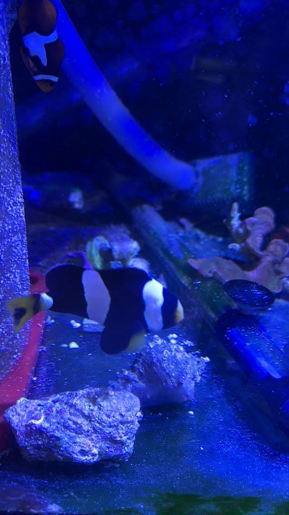 Clownvis Amphiprion milii koppel, Dieren en Toebehoren, Vissen | Aquariumvissen, Vis