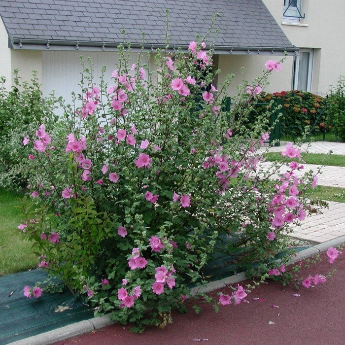 Lavatera, Ophalen, Overige soorten, Volle zon