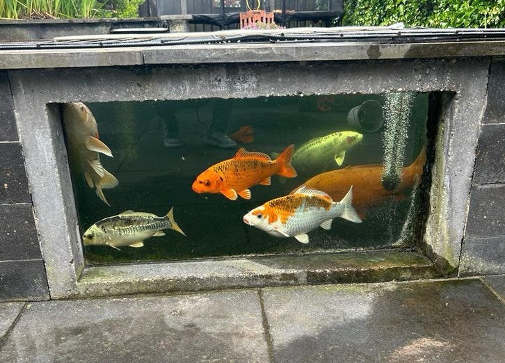 Koi Karpers, Karper of Koi