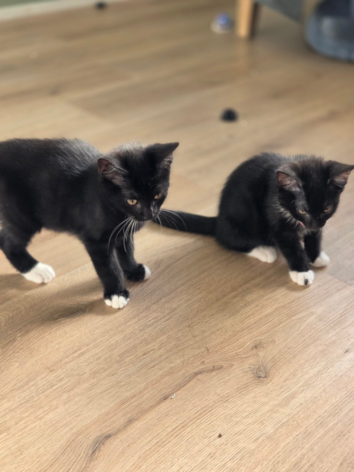 2 lieve zwart-witte kittens, Meerdere dieren, Kortharig, 0 tot 2 jaar