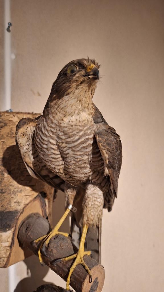 Opgezette Sperwer - Prachtige Roofvogel Taxidermie, Ophalen, Zo goed als nieuw, Vogel, Opgezet dier