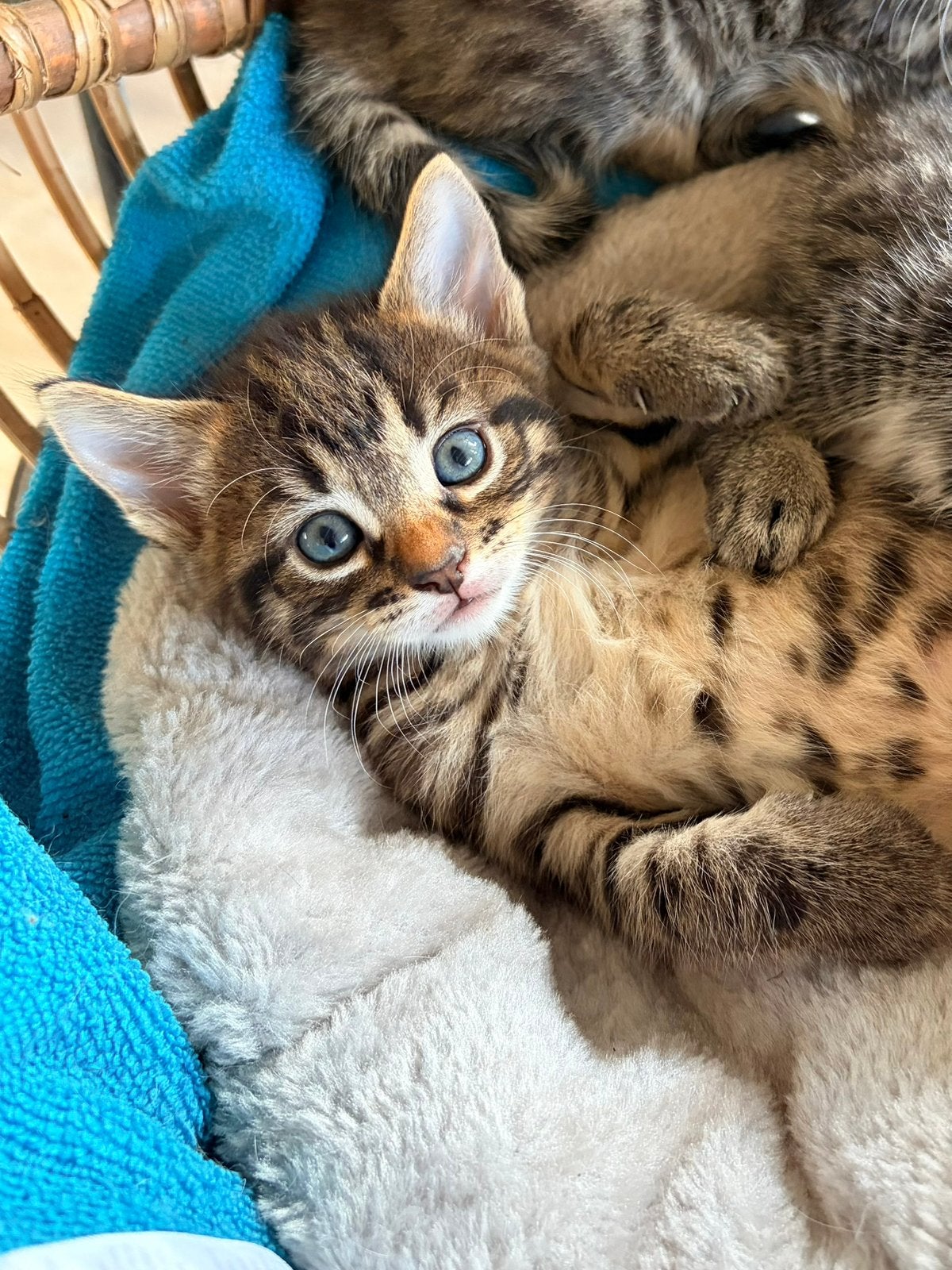Kittens, Dieren en Toebehoren, Meerdere dieren, Kortharig, 0 tot 2 jaar
