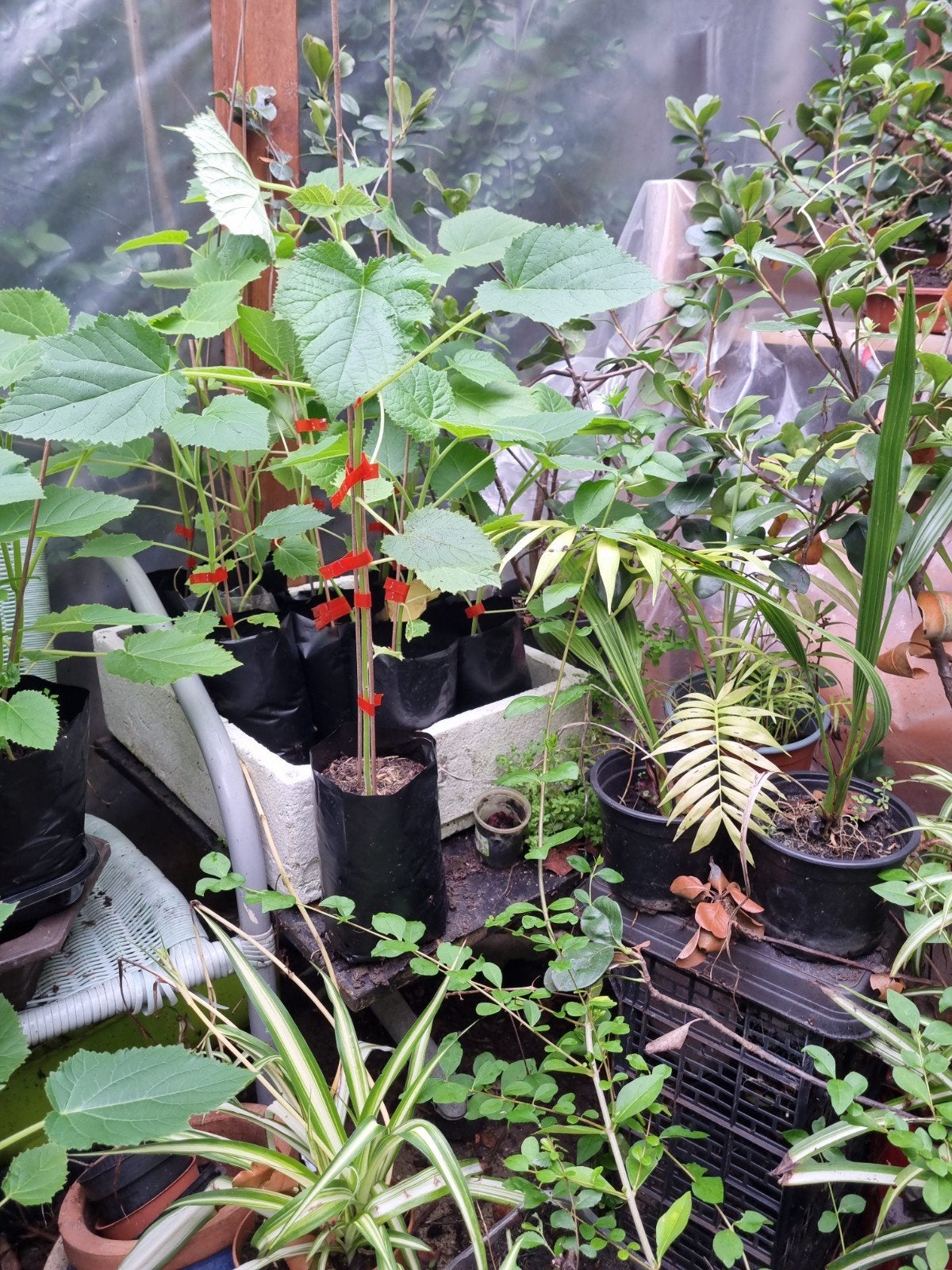 Jonge planten in kweekzak, Ophalen of Verzenden, Lente, Overige soorten, Volle zon