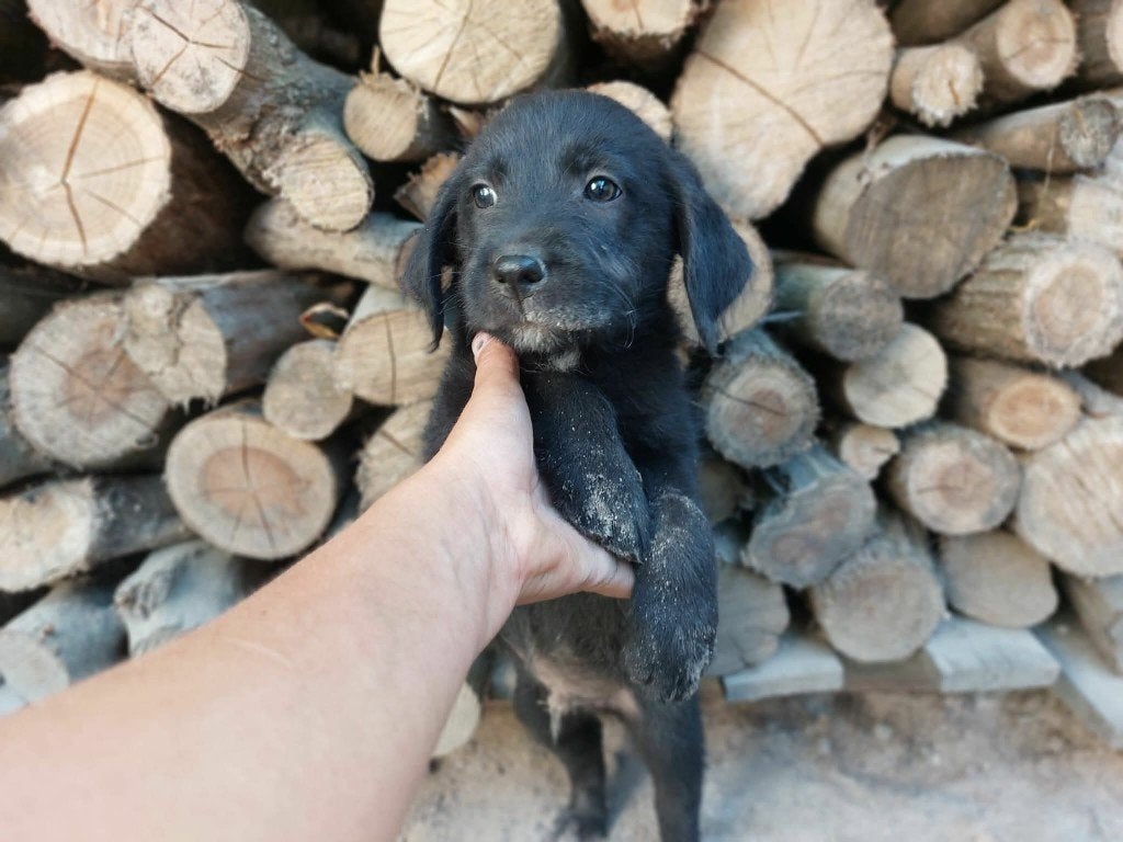 PUP,  EDDY EN ZIJN BROERTJES ZOEKEN EEN THUIS, Dieren en Toebehoren, Particulier, 15 weken tot 1 jaar, Buitenland, Meerdere