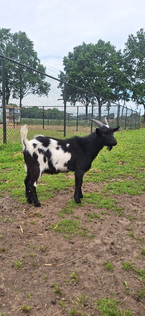 geitenbokje, Dieren en Toebehoren, Mannelijk, Geit, 0 tot 2 jaar
