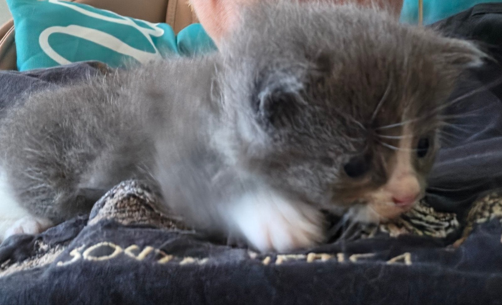 ragdoll kittens, Meerdere dieren