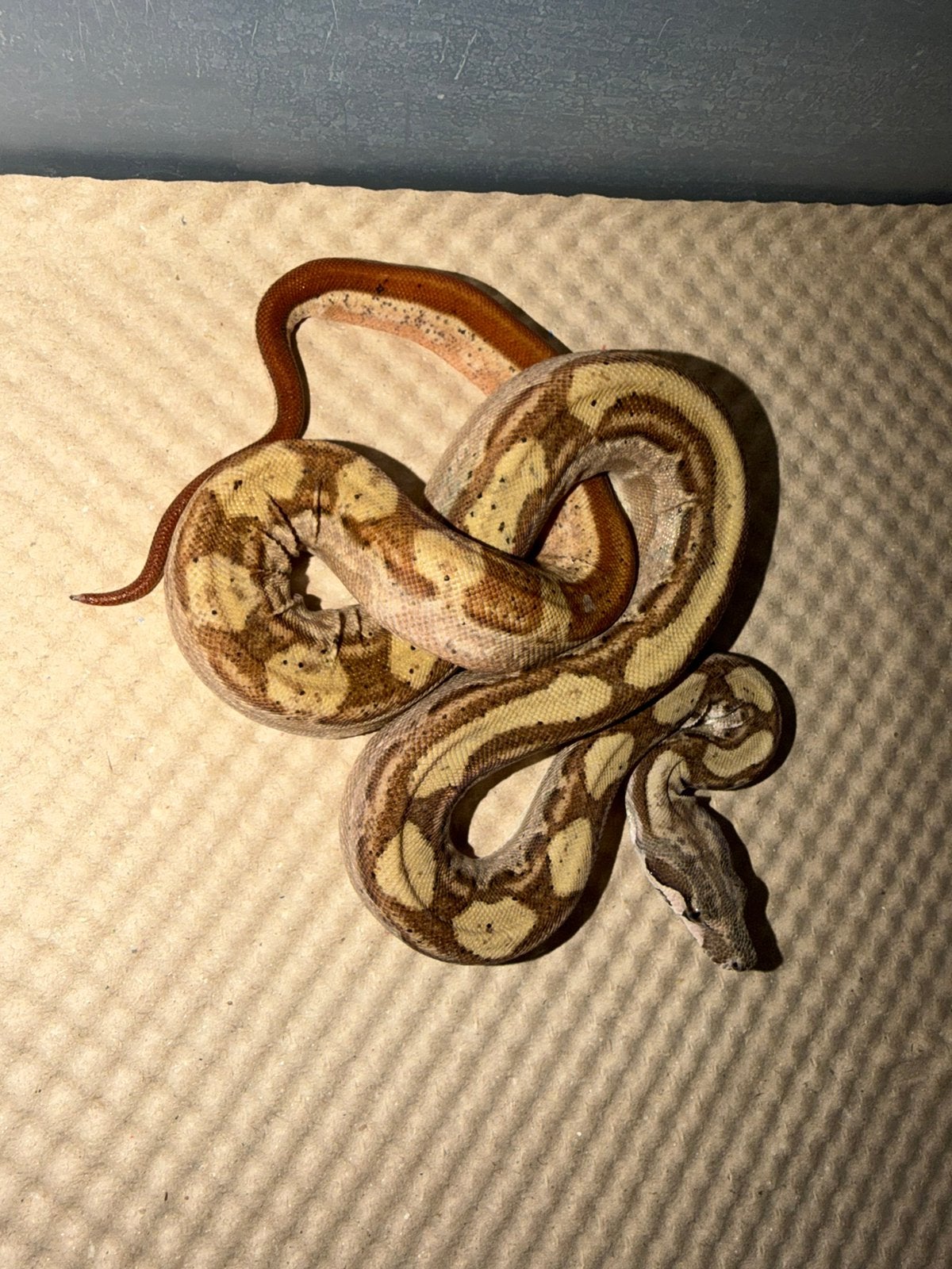 Hypo motley poss het leopard, Dieren en Toebehoren, Slang, 0 tot 2 jaar