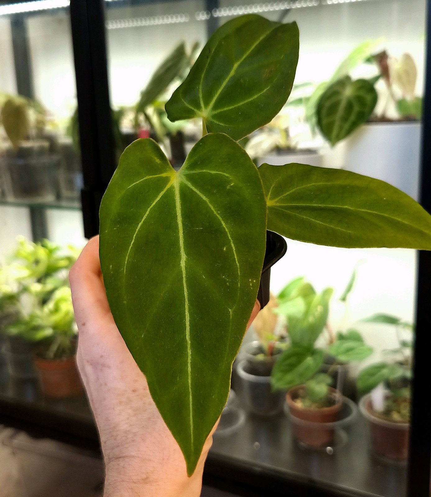 Anthurium Velvet Moira x Red Spider x Forgetii Dark Form, Verzenden