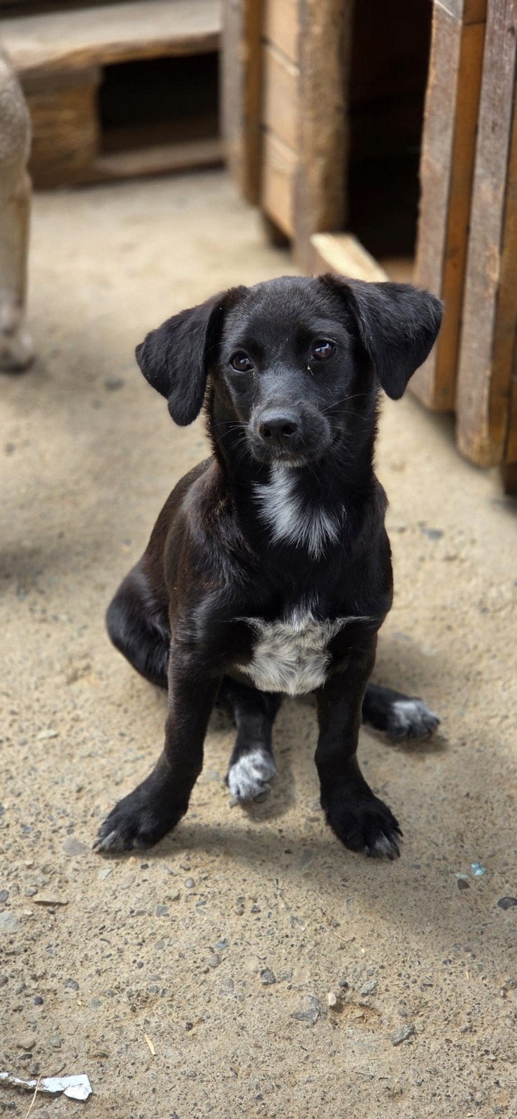 pup Uny zoekt een baasje, Dieren en Toebehoren, Handelaar, 8 tot 15 weken, Buitenland, Teef