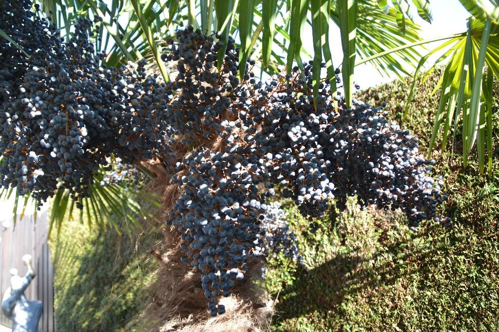 Verse trachycarpus fortunei palboomzaad winterhard tot -18, Tuin en Terras, Planten | Bomen, Palmboom, Minder dan 100 cm, Volle zon