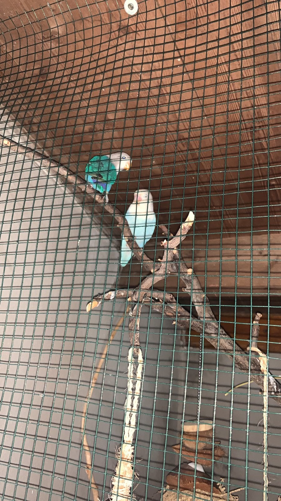 Baby Dwergpapegaaien argapornis, Dieren en Toebehoren, Dwergpapegaai of Agapornis