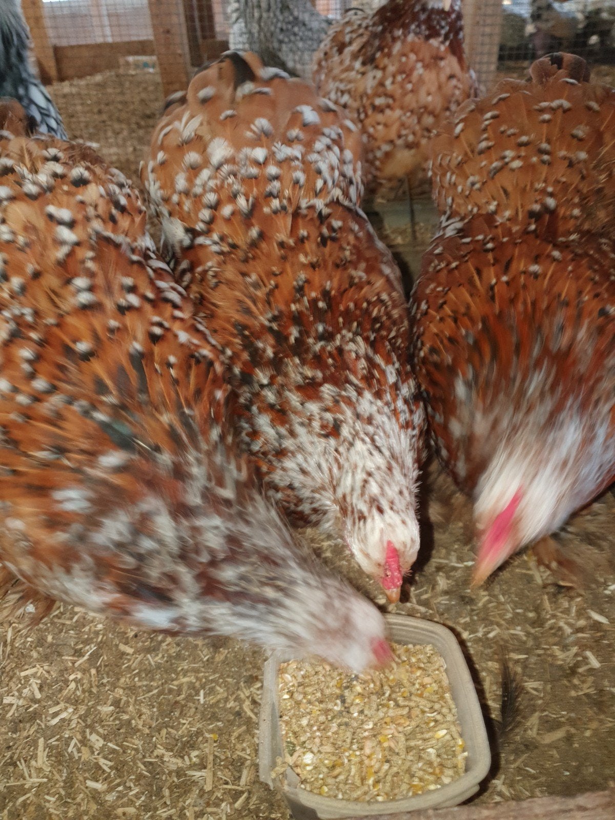 broedeieren Cochin Porselein, Dieren en Toebehoren, Geslacht onbekend, Kip