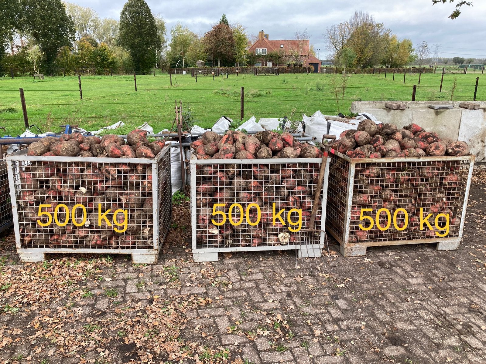 Voederbieten te koop, Ophalen