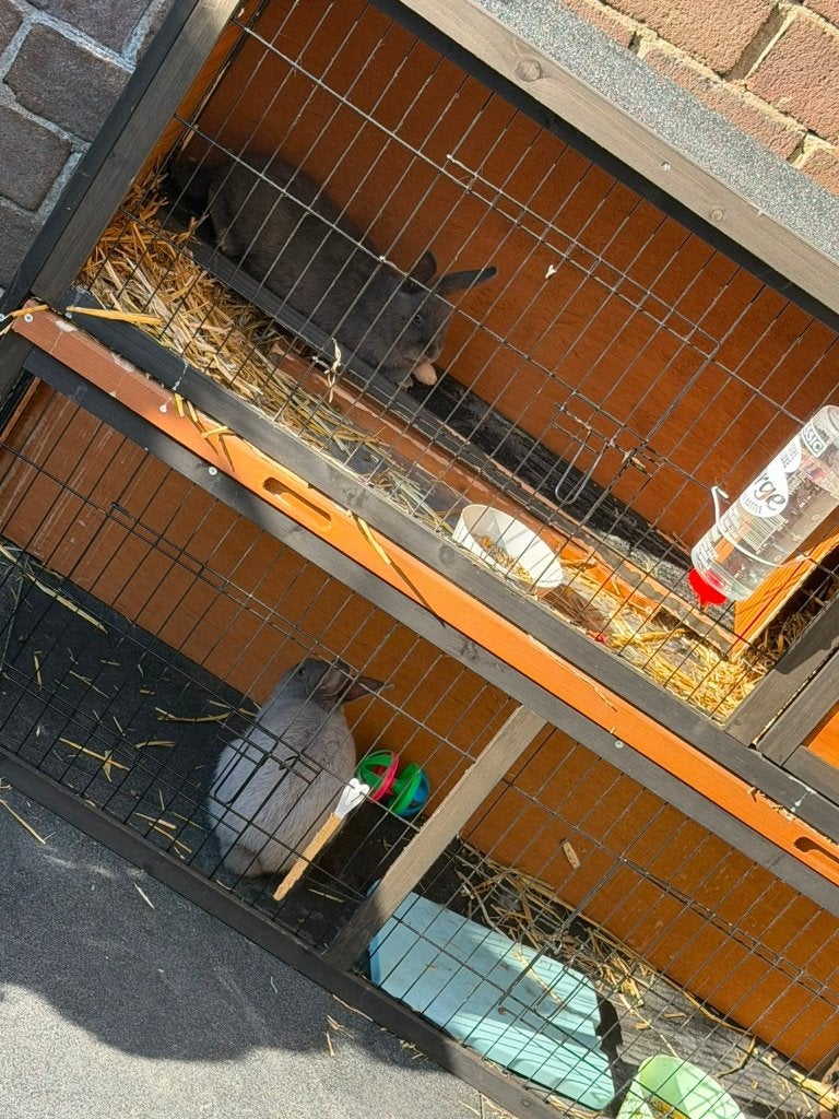 Gratis Konijnen, Mannelijk, Middelgroot