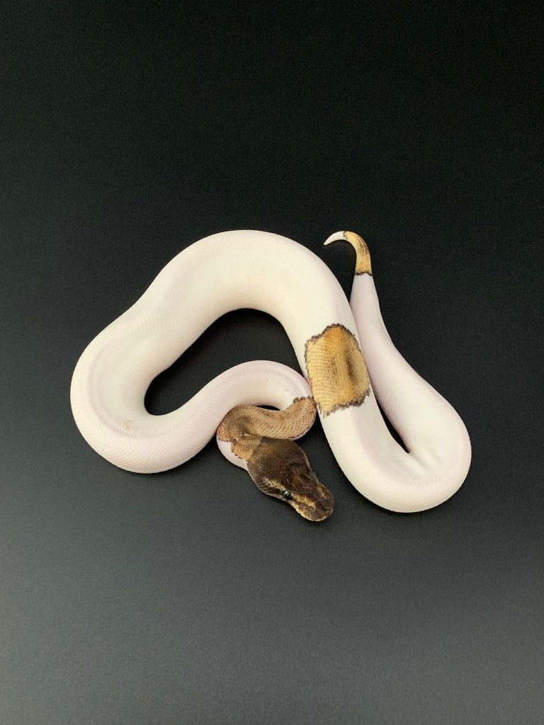 1.0 mojave piebald 66% het DG python regius Ball Python - male for sale from DemonSnakes