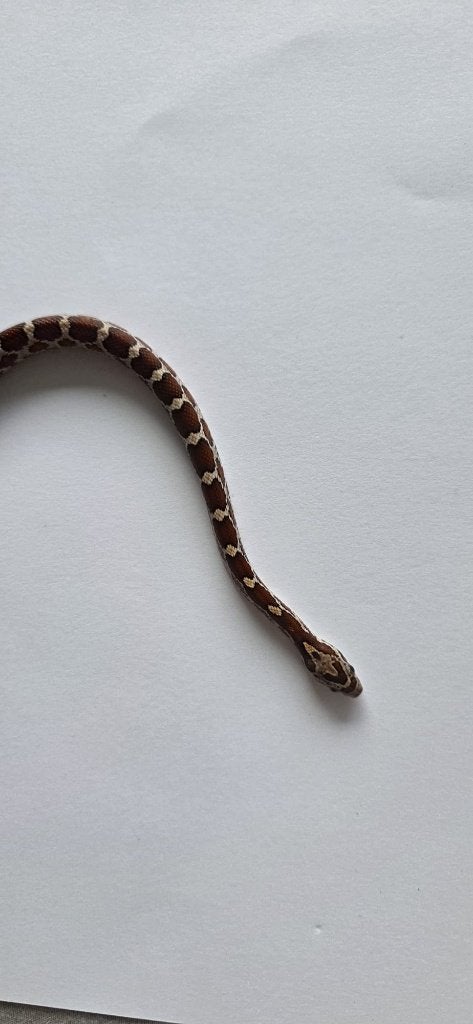 Prachtige Baby Rattenslangen (Met Bloodred-genetica) Rat Snake photo 2