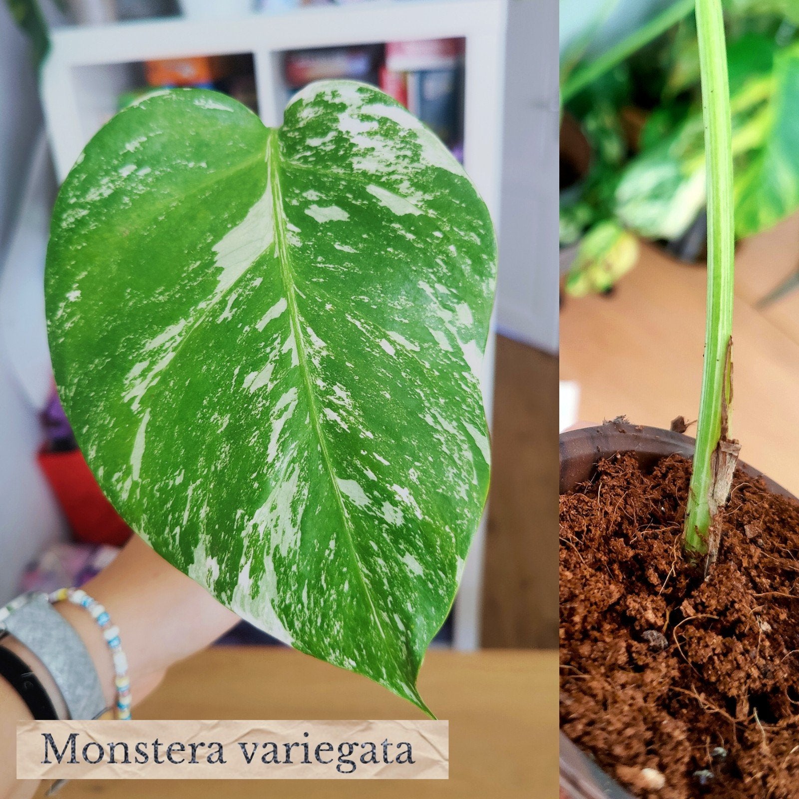 Monstera variegata, Ophalen, Halfschaduw, Minder dan 100 cm