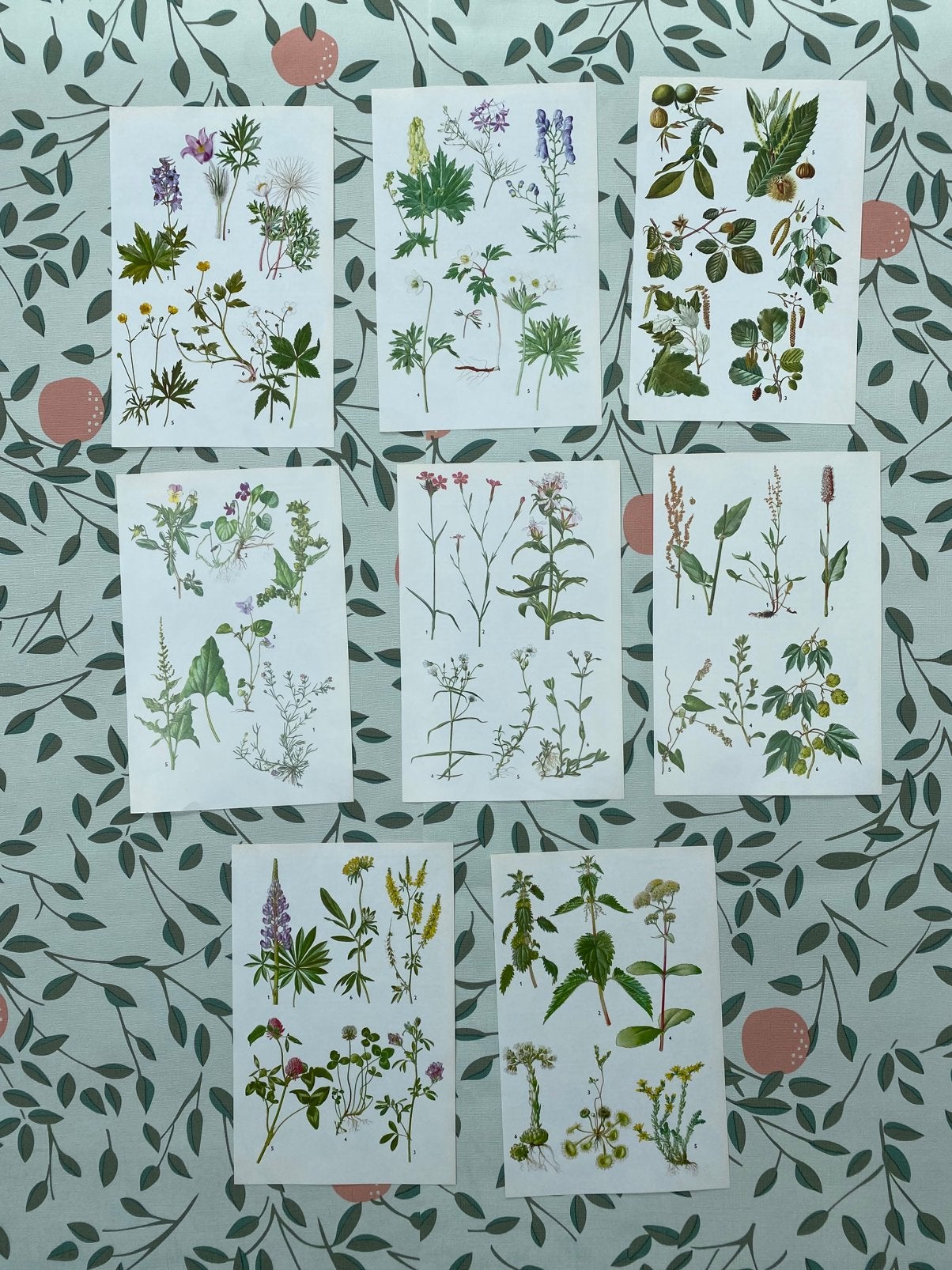 Botanische Flora  prenten pagina’s set scrapbook ephemera, Ophalen of Verzenden, Gebruikt, Versiering of Embellishment