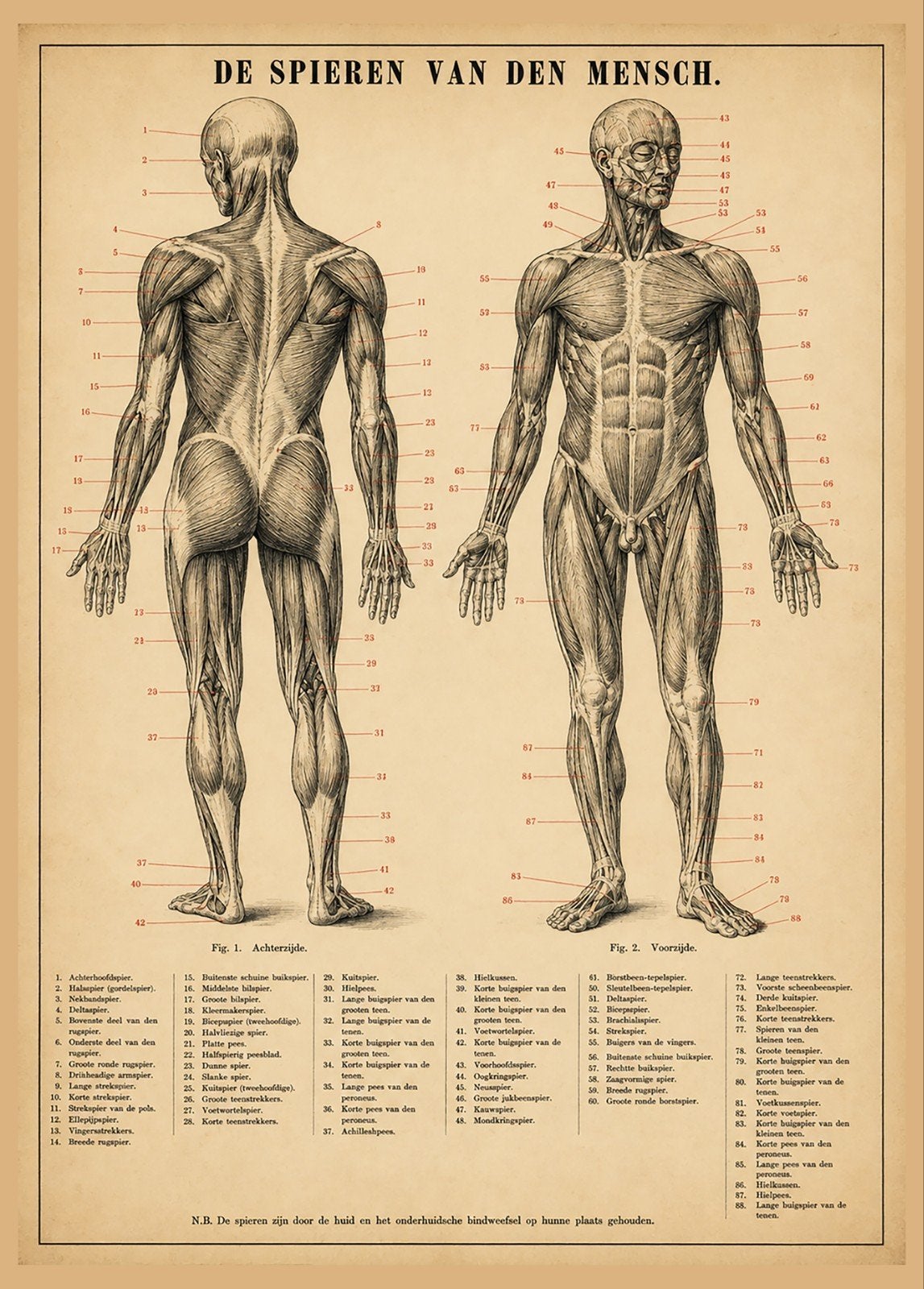 Vintage Anatomie Poster - De Spieren van de Mens, Verzamelen, Posters, Ophalen of Verzenden, A1 t/m A3, Overige onderwerpen, Rechthoekig Staand