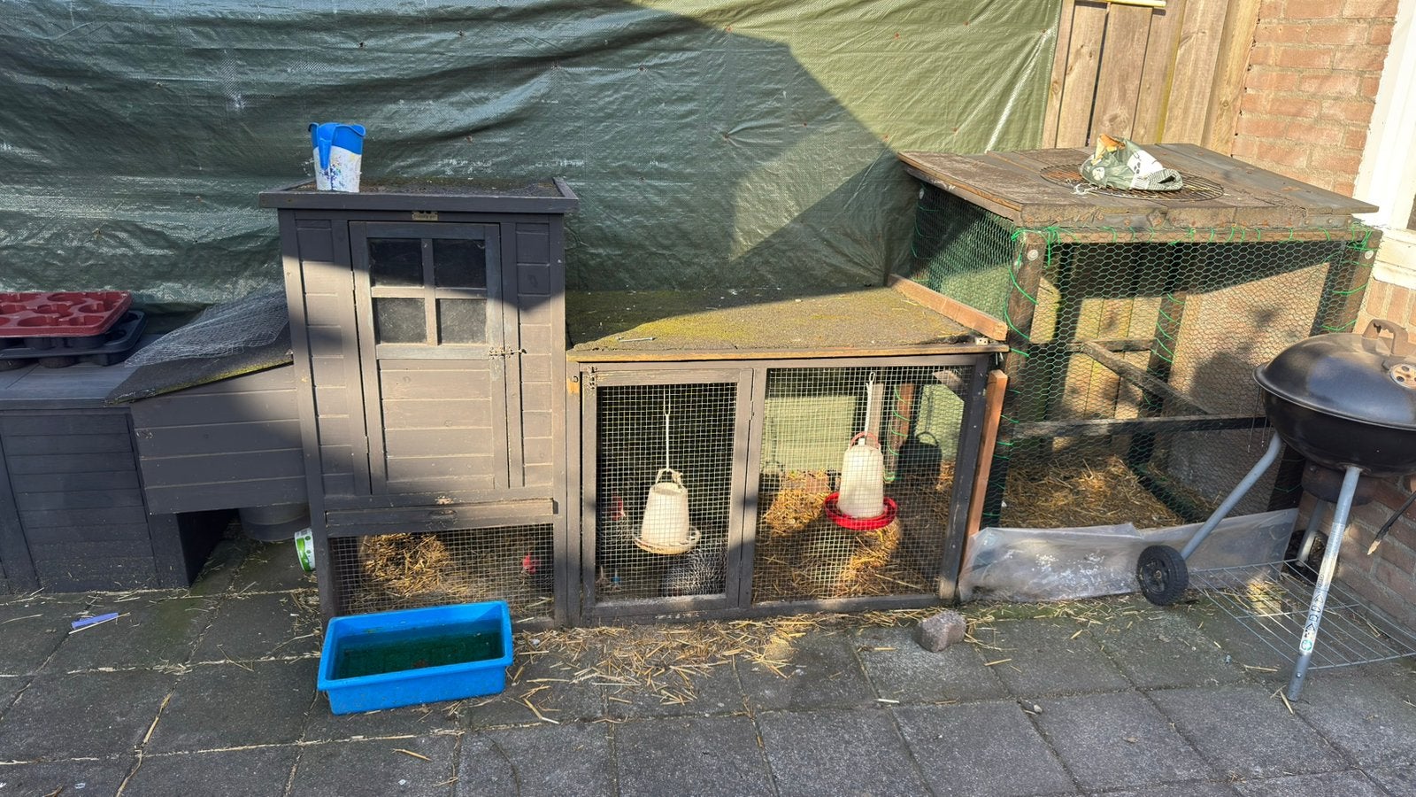 2 amrock kippen, Dieren en Toebehoren, Pluimvee, Vrouwelijk, Kip