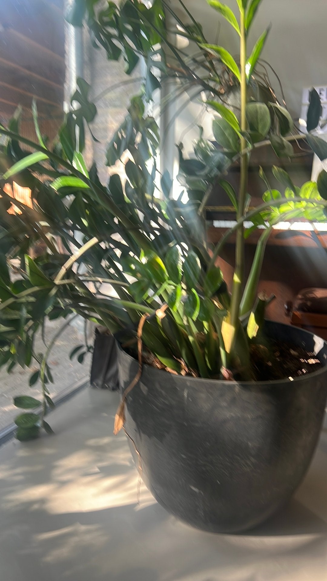 Grote zwart arteciete Pot met plant, Groene kamerplant, Ophalen, Volle zon, Minder dan 100 cm