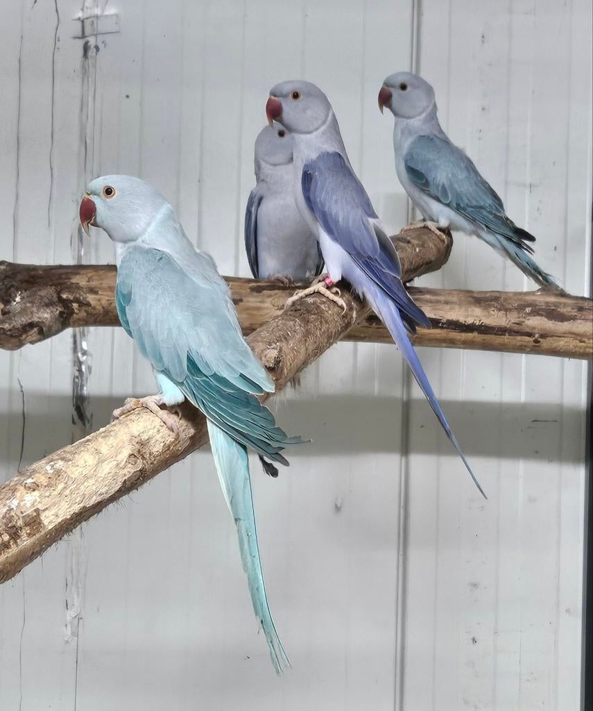 Halsbandparkieten, Meerdere dieren, Parkiet, Geringd