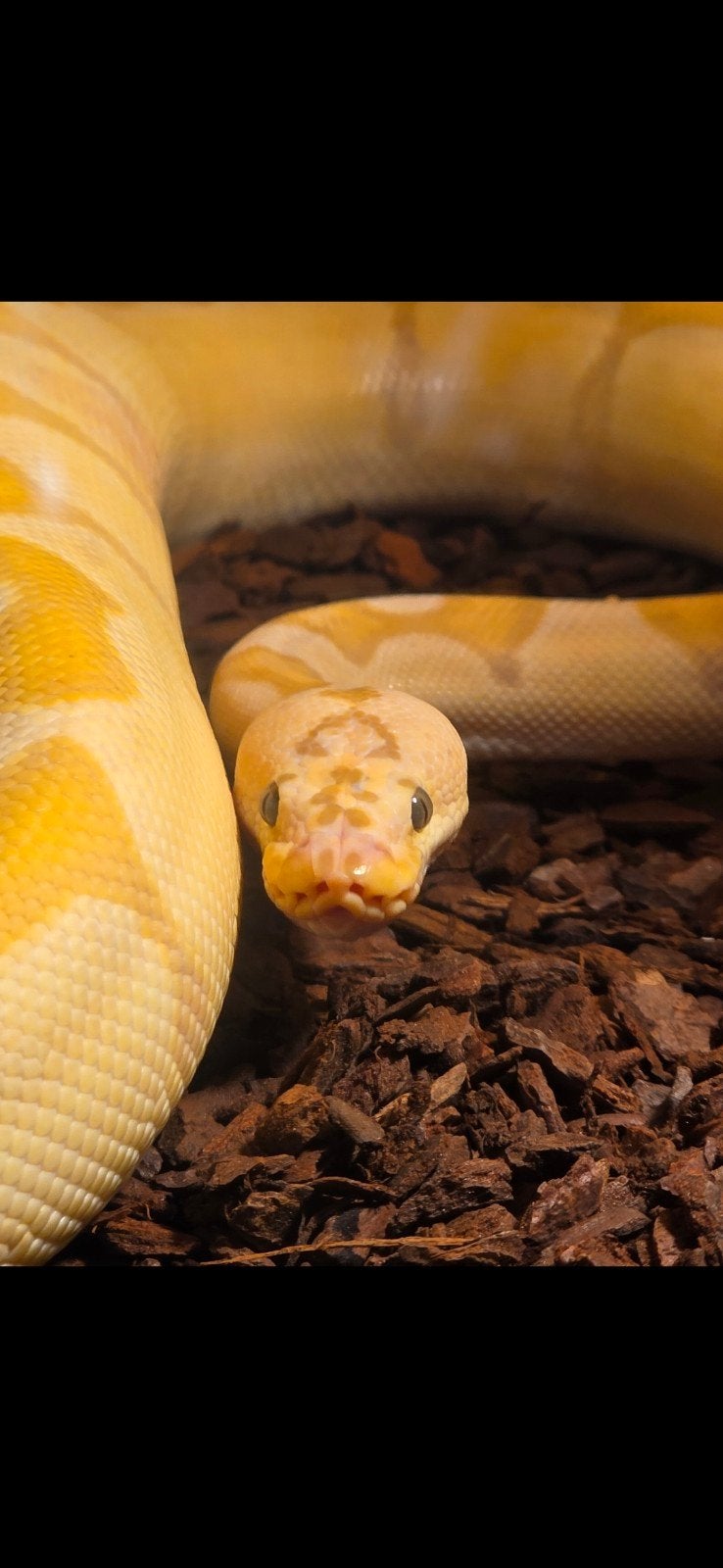 Banana enchi pastel clown ballpython koningspython, Dieren en Toebehoren, Slang, 0 tot 2 jaar