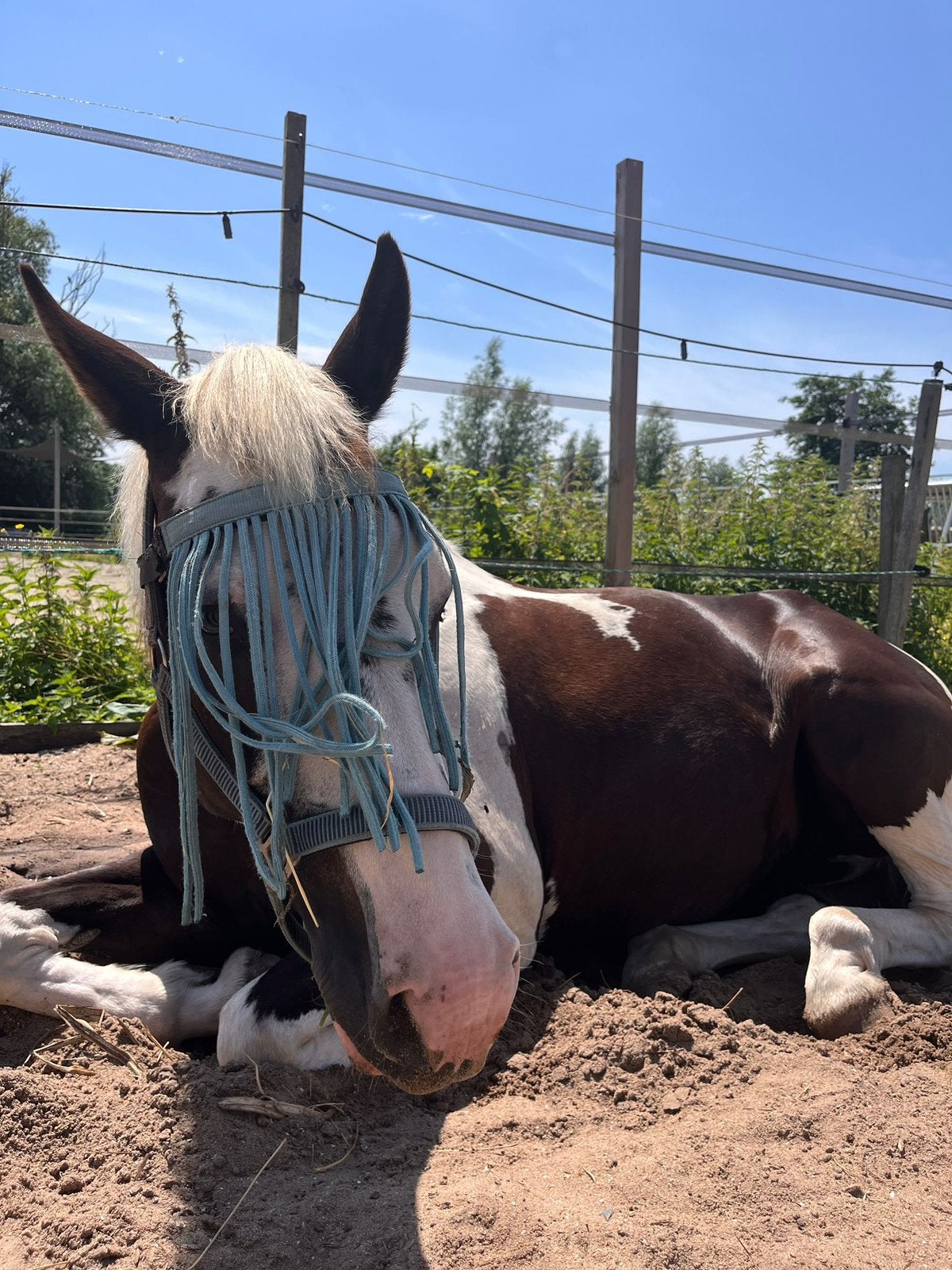 Verzorger voor mijn paard en ponys, Ophalen of Verzenden