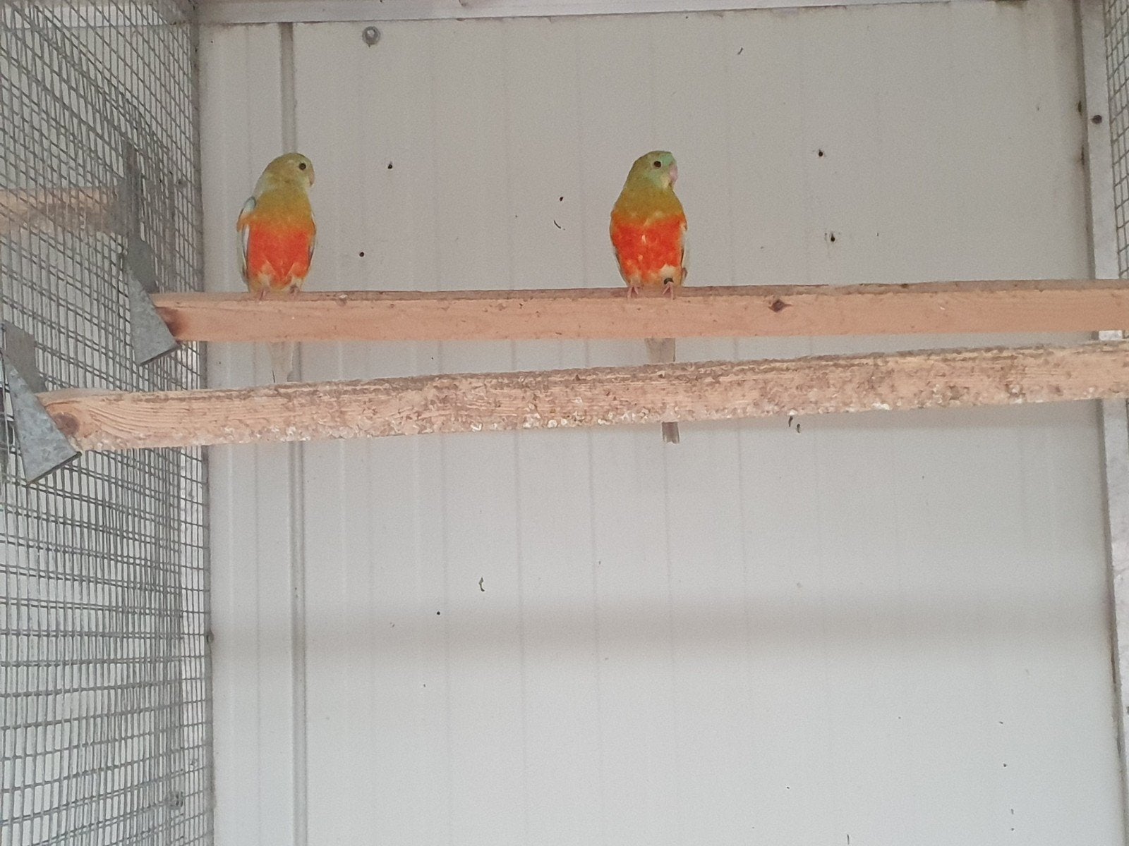 roodrug mannen, Dieren en Toebehoren, Mannelijk, Parkiet