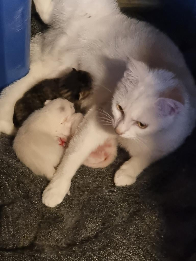 Kittens